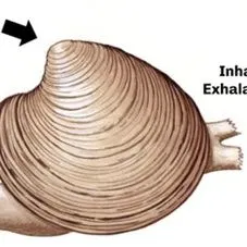 thumbnail for publication: Clams